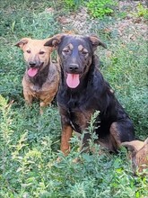 FREYA, Hund, Mischlingshund in Rumänien - Bild 21