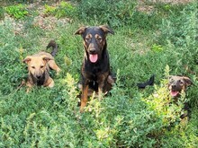 FREYA, Hund, Mischlingshund in Rumänien - Bild 22