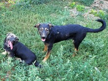 FREYA, Hund, Mischlingshund in Rumänien - Bild 23