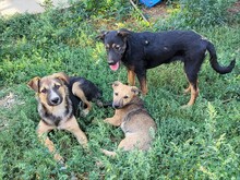 FREYA, Hund, Mischlingshund in Rumänien - Bild 24