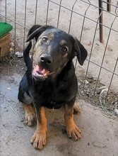 FREYA, Hund, Mischlingshund in Rumänien - Bild 29