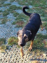 FREYA, Hund, Mischlingshund in Rumänien - Bild 3