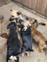 FREYA, Hund, Mischlingshund in Rumänien - Bild 30