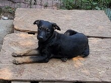 FREYA, Hund, Mischlingshund in Rumänien - Bild 32