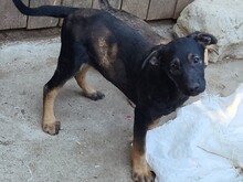 FREYA, Hund, Mischlingshund in Rumänien - Bild 33
