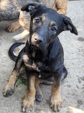 FREYA, Hund, Mischlingshund in Rumänien - Bild 34