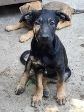 FREYA, Hund, Mischlingshund in Rumänien - Bild 35