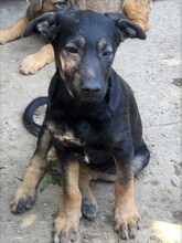 FREYA, Hund, Mischlingshund in Rumänien - Bild 36