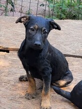 FREYA, Hund, Mischlingshund in Rumänien - Bild 37