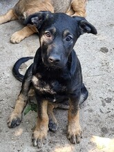 FREYA, Hund, Mischlingshund in Rumänien - Bild 39
