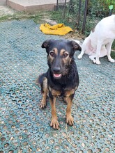 FREYA, Hund, Mischlingshund in Rumänien - Bild 4