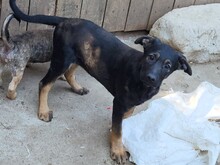 FREYA, Hund, Mischlingshund in Rumänien - Bild 42
