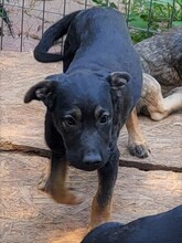 FREYA, Hund, Mischlingshund in Rumänien - Bild 44