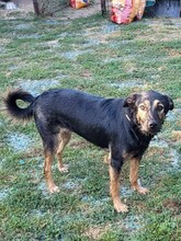 FREYA, Hund, Mischlingshund in Rumänien - Bild 5