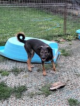 FREYA, Hund, Mischlingshund in Rumänien - Bild 8