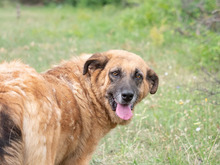 MITZA, Hund, Mischlingshund in Rumänien - Bild 10