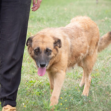 MITZA, Hund, Mischlingshund in Rumänien - Bild 11