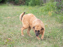 MITZA, Hund, Mischlingshund in Rumänien - Bild 12