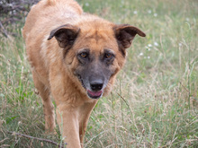MITZA, Hund, Mischlingshund in Rumänien - Bild 13