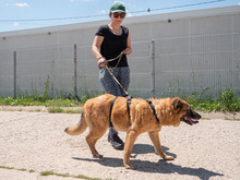 MITZA, Hund, Mischlingshund in Rumänien - Bild 14