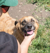MITZA, Hund, Mischlingshund in Rumänien - Bild 15