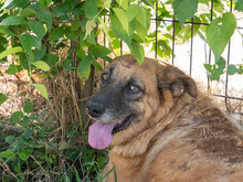 MITZA, Hund, Mischlingshund in Rumänien - Bild 16