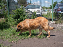 MITZA, Hund, Mischlingshund in Rumänien - Bild 17