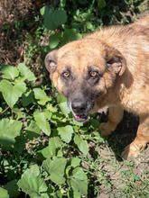 MITZA, Hund, Mischlingshund in Rumänien - Bild 2