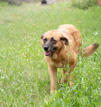 MITZA, Hund, Mischlingshund in Rumänien - Bild 3