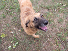 MITZA, Hund, Mischlingshund in Rumänien - Bild 5