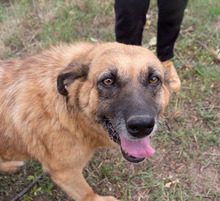 MITZA, Hund, Mischlingshund in Rumänien - Bild 6