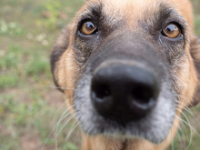 MITZA, Hund, Mischlingshund in Rumänien - Bild 7