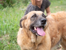 MITZA, Hund, Mischlingshund in Rumänien - Bild 9