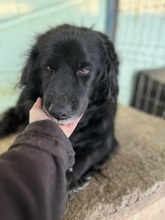 BOY, Hund, Mischlingshund in Rumänien - Bild 5