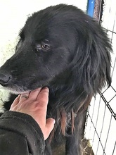 BOY, Hund, Mischlingshund in Rumänien - Bild 6