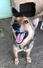 JO, Hund, Mischlingshund in Rumänien - Bild 1