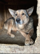 JO, Hund, Mischlingshund in Rumänien - Bild 2