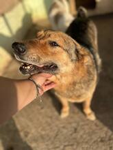JO, Hund, Mischlingshund in Rumänien - Bild 5