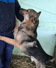 JO, Hund, Mischlingshund in Rumänien - Bild 6