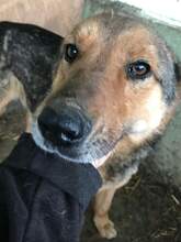JO, Hund, Mischlingshund in Rumänien - Bild 8