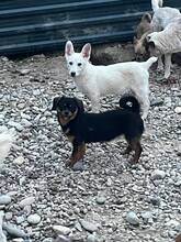 LUCA, Hund, Mischlingshund in Bosnien und Herzegowina - Bild 10
