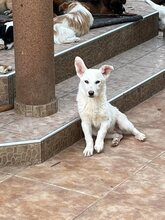 LUCA, Hund, Mischlingshund in Bosnien und Herzegowina - Bild 9