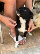 LISA, Hund, Mischlingshund in Bosnien und Herzegowina - Bild 1