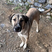 LUNA, Hund, Mischlingshund in Türkei - Bild 1