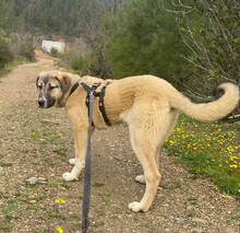 LUNA, Hund, Mischlingshund in Türkei - Bild 11