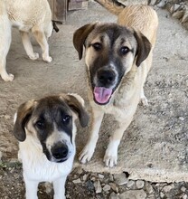 LUNA, Hund, Mischlingshund in Türkei - Bild 12