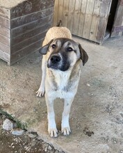 LUNA, Hund, Mischlingshund in Türkei - Bild 13