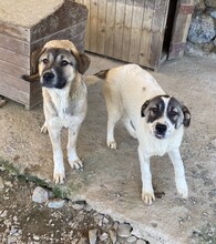 LUNA, Hund, Mischlingshund in Türkei - Bild 14