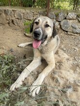 LUNA, Hund, Mischlingshund in Türkei - Bild 2