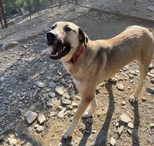 LUNA, Hund, Mischlingshund in Türkei - Bild 3
